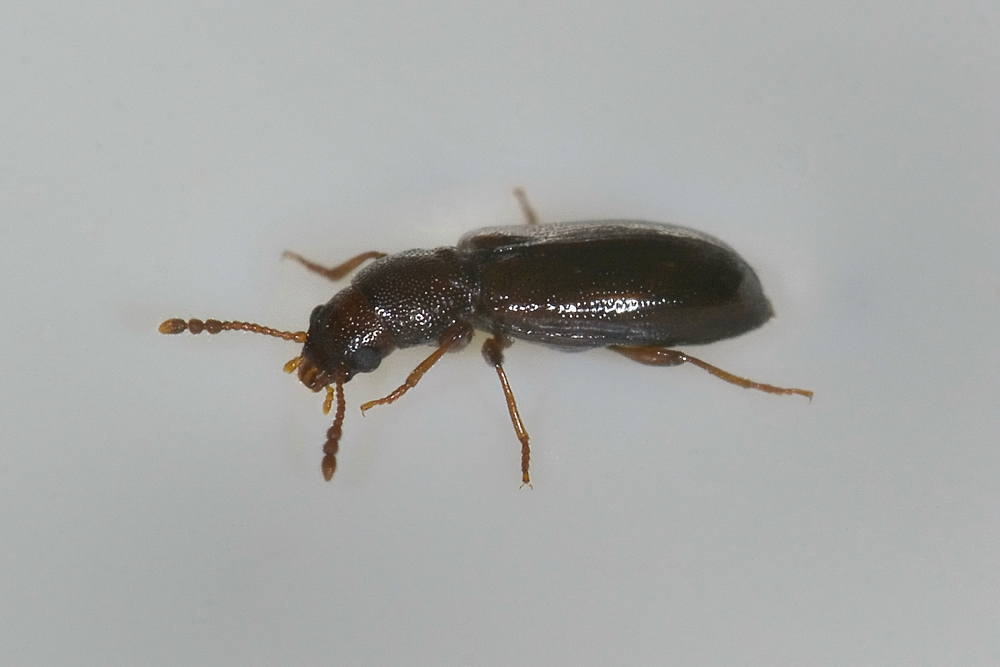 Lissodema cursor - Salpingidae